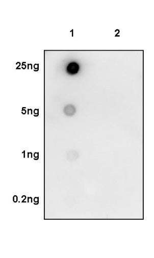 Phospho-Acetyl-CoA Carboxylase (Ser79) Recombinant Rabbit mAb (S-745-303)