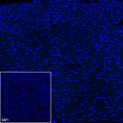 H+/K+-ATPase Recombinant Rabbit mAb (S-3474-110)