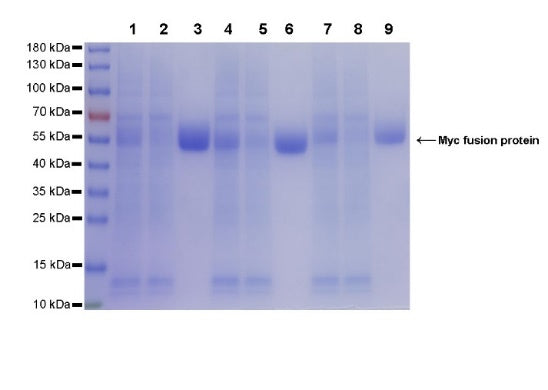 Rabbit Anti-Myc Tag Magnetic Agarose