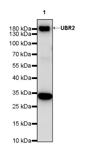 UBR2 Recombinant Rabbit mAb (S-2041-163)