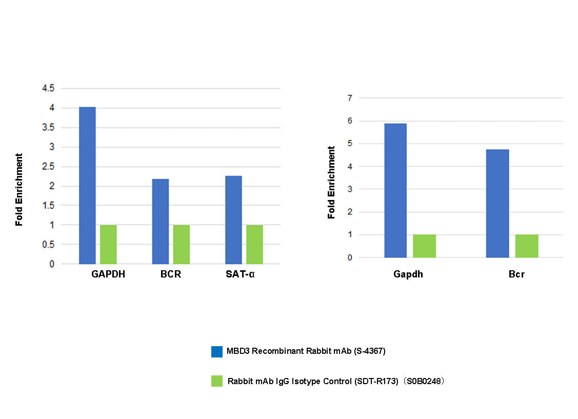MBD3 Recombinant Rabbit mAb (S-4367)