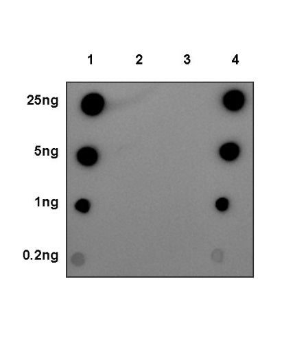 Phospho-p38 MAPK (Tyr182) Recombinant Rabbit mAb (S-617-138)