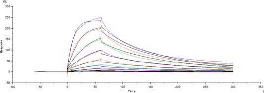 Nectin-2/CD112 His Tag Protein, Human