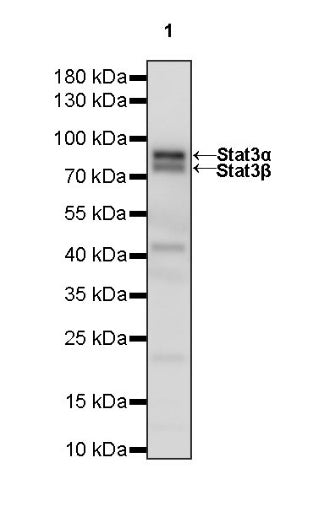 Stat3 Recombinant Rabbit mAb (S-1393-64)