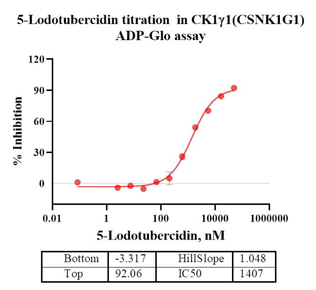 CK1γ1(CSNK1G1) Protein