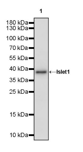 Islet1 Recombinant Rabbit mAb (SDT-2349-17)
