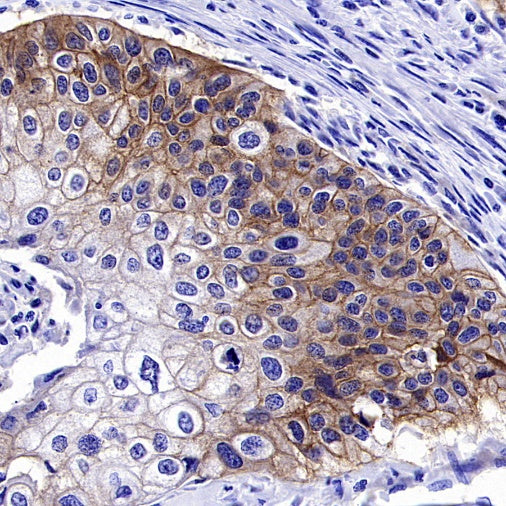 Jagged1 Recombinant Rabbit mAb (S-3296)