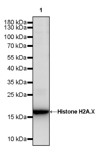 Histone H2A.X Recombinant Rabbit mAb (S-1772-179)