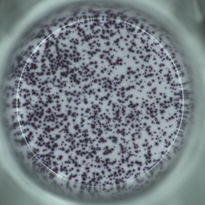StepSlim Human IFN-γ（ALP）plus ELISpot Kit