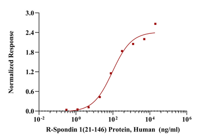 R-Spondin 1(21-146) Protein, Human