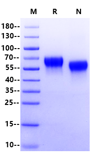 CD46 His Tag Protein, Cynomolgus