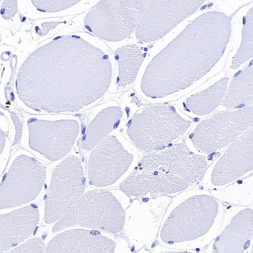 S-RMab® PD-L1 Recombinant Rabbit mAb (SDT-119-286)