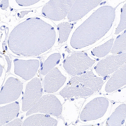 S-RMab® PD-L1 Recombinant Rabbit mAb (SDT-119-286)
