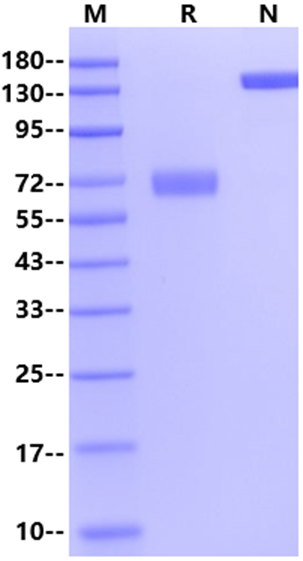 CD200 Fc Chimera Protein, Human
