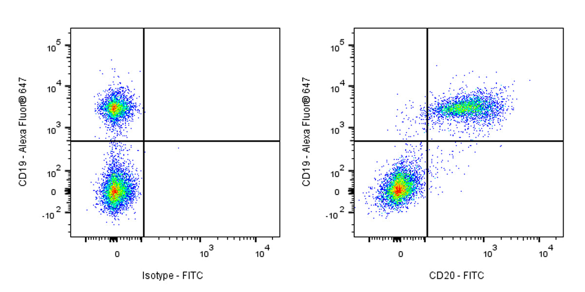 FITC Rat Anti-Mouse CD20 Antibody (S-R497)