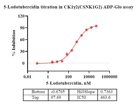 CK1γ2(CSNK1G2) Protein
