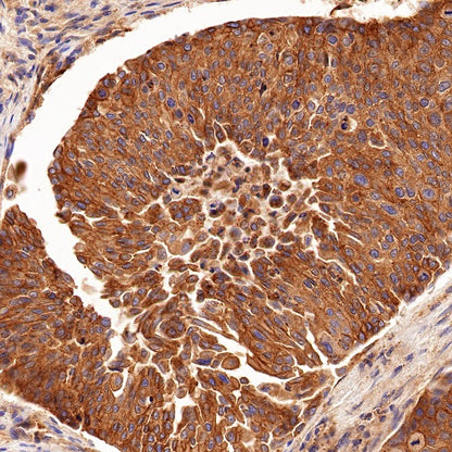 Flotillin 1 Rabbit Polyclonal Antibody