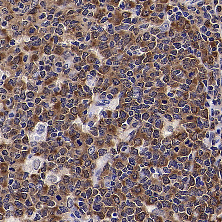 HSP90 Recombinant Rabbit mAb (S-5412)