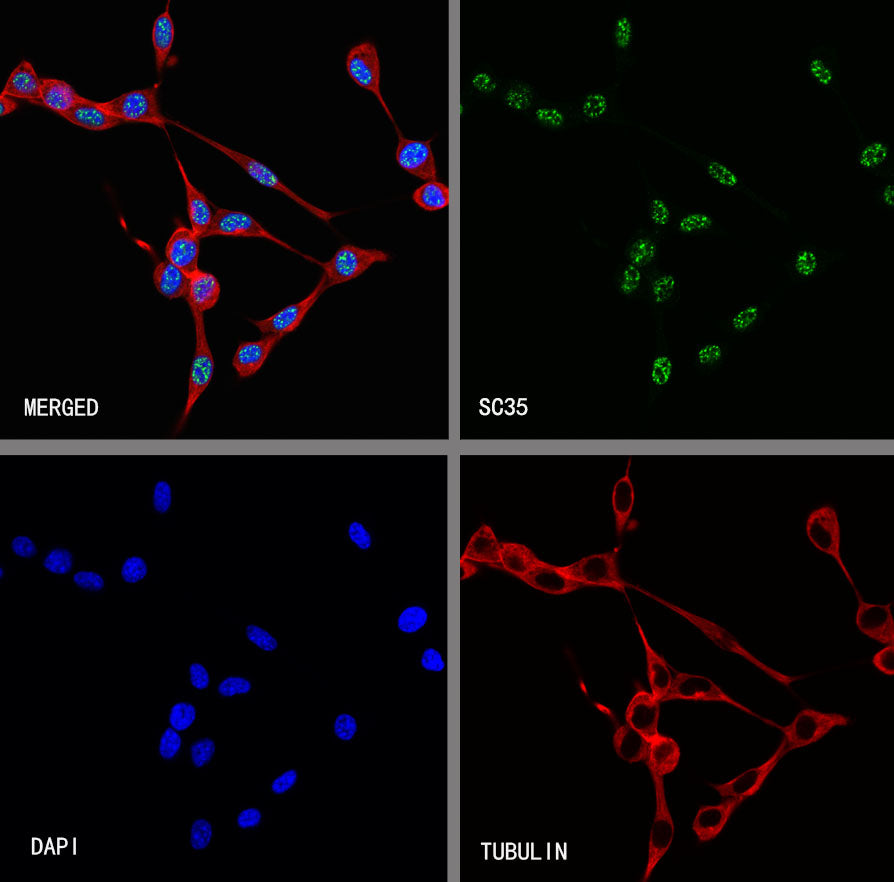 SC35 Recombinant Mouse mAb (S-5700)