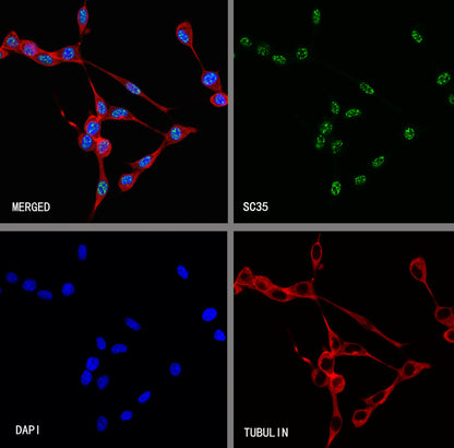 SC35 Recombinant Mouse mAb (S-5700)