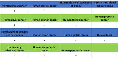 KIRREL2 Recombinant Rabbit mAb (S-4624-78)