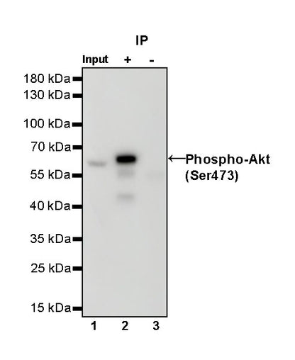 Phospho-Akt (Ser473) Recombinant Rabbit mAb (S-622-64)