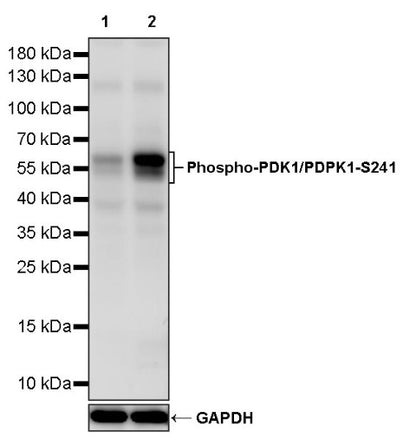 Phospho-PDK1/PDPK1(S241) Recombinant Rabbit mAb (S-1426-93)