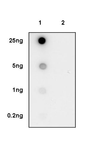 Phospho-PKA C (Thr197) Recombinant Rabbit mAb (S-1137-310)