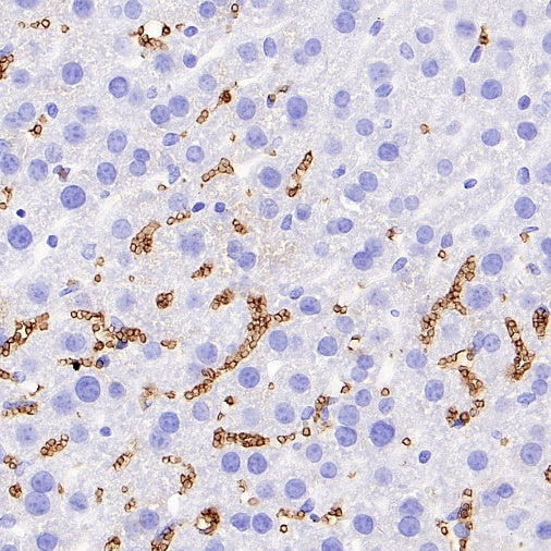 Mouse TER-119/Erythroid Cells Recombinant Rat mAb (TER-119)