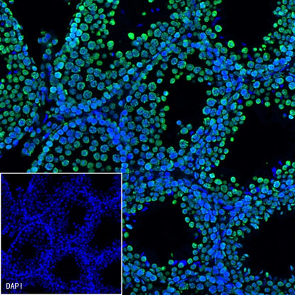 Histone H3 Recombinant Rabbit mAb (SDT-266-44)