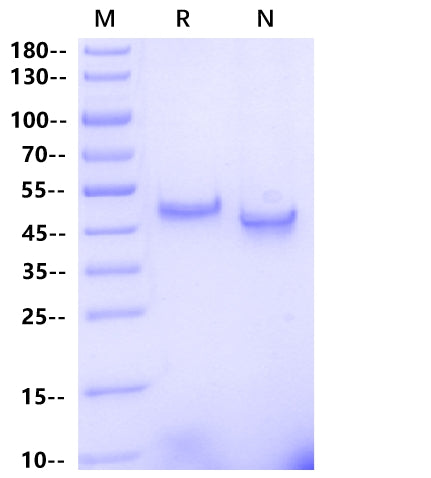 CBLB/RNF56(36-426) Protein, Human