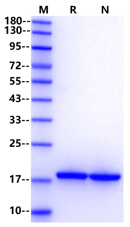 IL-16(130aa) Protein, Human