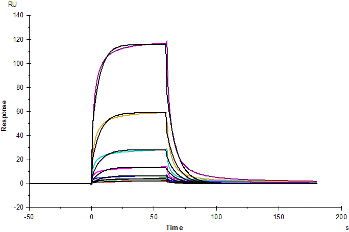 EGF Protein, Human