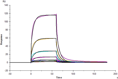 EGF Protein, Human
