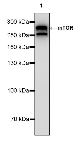 mTOR Recombinant Rabbit mAb (S-698-228)