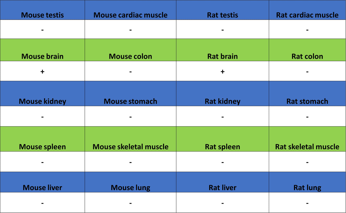 SV2A Recombinant Rabbit mAb (S-4049-16)