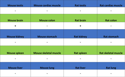 SV2A Recombinant Rabbit mAb (S-4049-16)