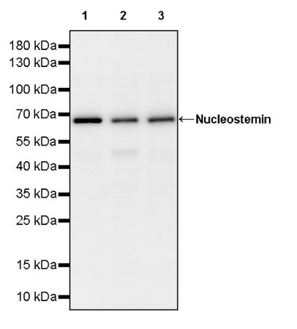 Nucleostemin Recombinant Rabbit mAb (S-1888-40)