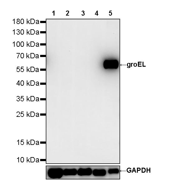 groEL Recombinant Rabbit mAb (S-4634-25)