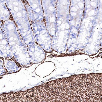 Caveolin-1 Recombinant Rabbit mAb (SDT-065-20)