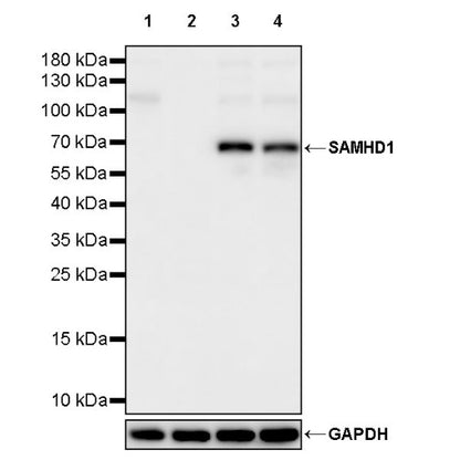 SAMHD1 Recombinant Rabbit mAb (S-2401-25)