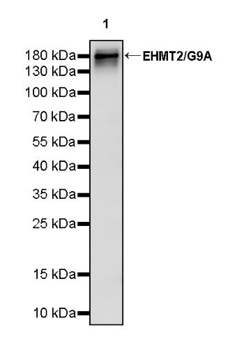 EHMT2/G9A Recombinant Rabbit mAb (S-4200)