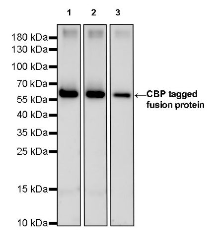 CBP Tag Recombinant Rabbit mAb (S-912-14)