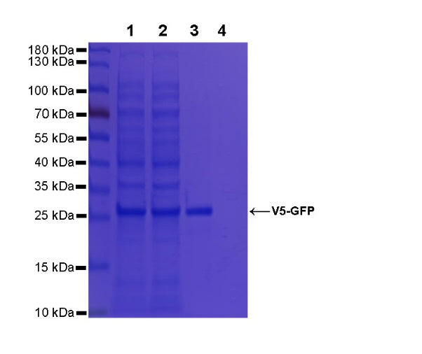 Rabbit Anti-V5 Tag Magnetic Agarose