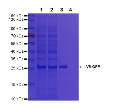 Rabbit Anti-V5 Tag Magnetic Agarose