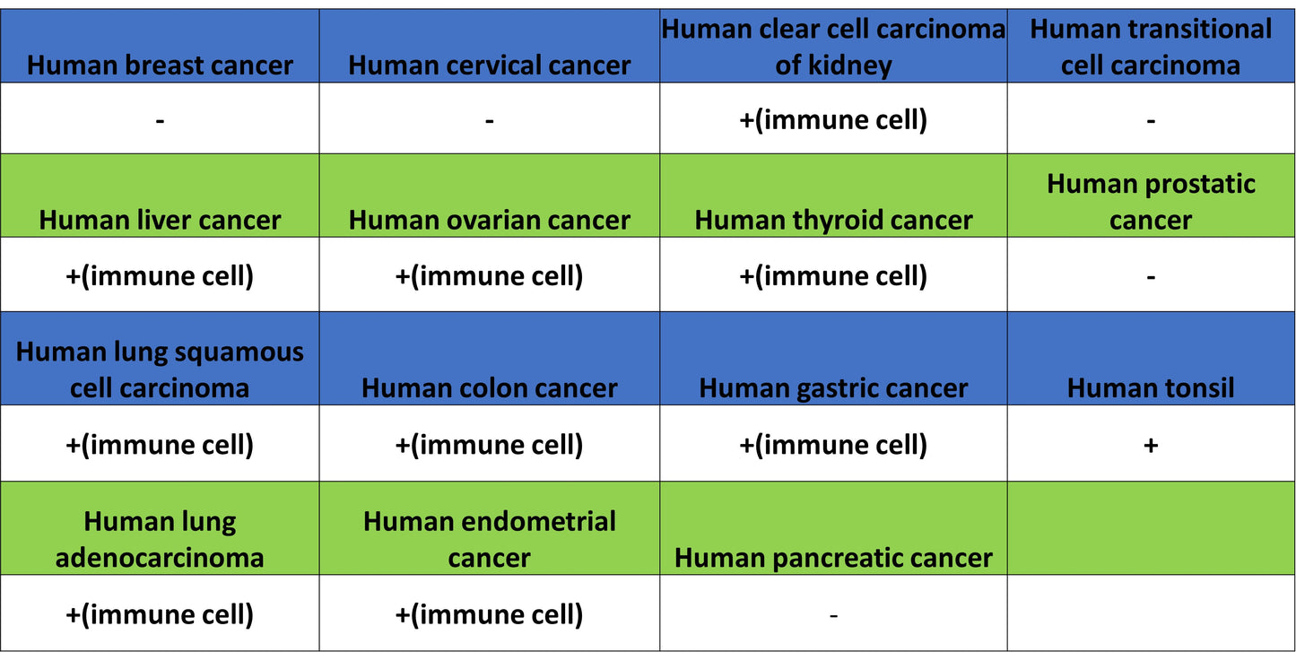 MMP-8 Recombinant Rabbit mAb (S-5674)