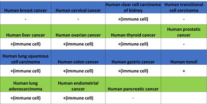 MMP-8 Recombinant Rabbit mAb (S-5674)