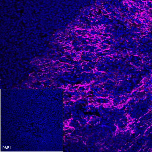 Claudin 3+Claudin 9 Recombinant Rabbit mAb (SDT-1452-69)
