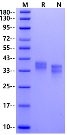GPA33 His Tag Protein, Mouse