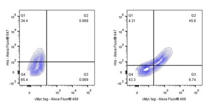 S-RMab® Myc tag Recombinant Rabbit mAb (S-114-13)